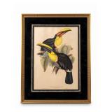 EDWARD LEAR, 'RAMPHASTOS SWAINSONII' JOHN GOULD 1835
