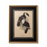 EDWARD LEAR, 'RAMPHASTOS CULMINATUS' JOHN GOULD 1835