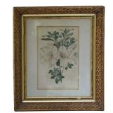 FRAMED ANTIQUE BOTANICAL PRINT AZALEA INDICA VARIEGATA