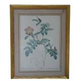 19th c REDOUTE BOTANICAL ENGRAVING ROSA ALPINA PENDULINA