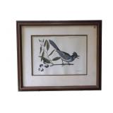 MARK CATESBY CRESTED JAY LITHOGRAPH