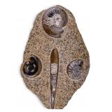 Polished Orthoceras and Ammonite Fossil Specimen