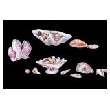 Assorted Seashell Collection