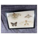 A Group of Moth and Butterfly Specimens in a Riker Mount
