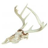 North American White-Tailed Deer European Skull Mount with Non-Typical Antlers