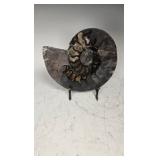 ALARGE AND MAGNIFICENT AMMONITE FOSSIL. POLISHED