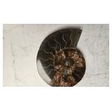 A MAGNIFICENT AMMONITE FOSSIL. POLISHED ON A STAND.