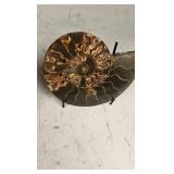 A MAGNIFICENT AMMONITE FOSSIL. POLISHED ON A STAND.