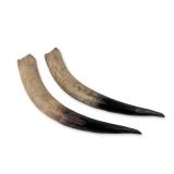 Pair of Polished Steer Horns