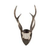 Mounted European Roe Deer Antlers on Wood Plaque