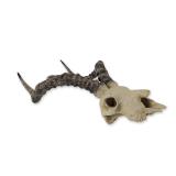 Roe Deer Skull Wall Plaque