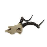 Deer Skull Mount