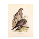 Edward Lear White Headed Eagle Hand-Colored Lithograph