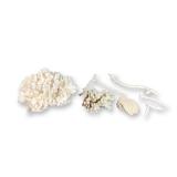7pc Natural White Coral Specimen Collection