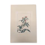 Attributed to Utagawa Yoshitora (Japanese, active c. 1836-1880) Woodcut on Paper, Flowering Plant