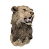 Vintage African Lion Taxidermy Shoulder Mount