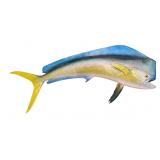 Mahi-Mahi Fish Taxidermy Style Art Wall Mount