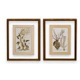A Pair of Framed Hand-Colored Botanical Engravings from Johann Wilhelm Weinmann Phytanthoza Iconographia