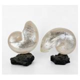 Pair of Engraved Pearlized Style Nautilus Shells