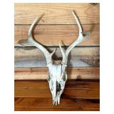 White Tail Deer Euro Mount