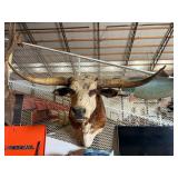 Texas Longhorn Taxidermy Steer Mount