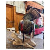 Strutting Tom Turkey Full Body Taxidermy Mount