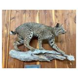 Full Body Taxidermy Bobcat Mount