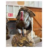 Strutting Tom Turkey Full Body Taxidermy Mount