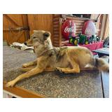 Full Body Taxidermy Coyote Mount