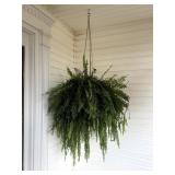 Large Fern in Hanging Basket