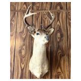 Vintage Should Mount Deer Taxidermy