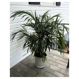 Lot of 2 Potted Palm Trees
