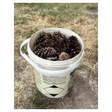 5 Gallon Bucket of Pinecones