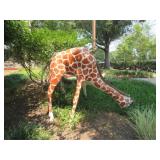 BABY GIRAFFE EATING GRASS