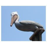 PELICAN