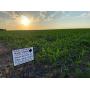 John & Deanne Peterson Multi Parcel Kandiyohi Co. Farm Land Auction