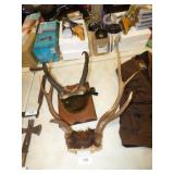 ELK ANTLERS GOOD & PRONG HORN ANTLERS DAMAGED