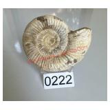 Perisphinctes ammonite fossil (dining room)