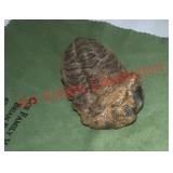 Calymene trilobite fossil (dining room)