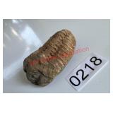 Diacalymene Moroccan Trilobite Ordovician Fossil