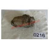 fossil of a Calymene trilobite (dining room)
