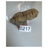 fossil of a Calymene trilobite (dining room)