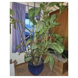 Defanbackia Plant 7' Tall Clay Pot 15' X 19'