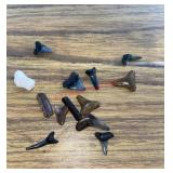 Collection of shark teeth (dinning room)