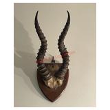 horns and skull cap of an African antelope(Master