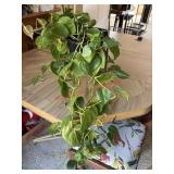 Trailing Heart Shaped Brasil Plant     (Dining
