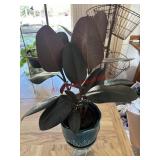 Healthy Ficus elastica 'Burgundy' Plant   (Dining