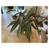 Healthy Calathea? house plant           (Dining