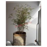 healthy Fargesia Rufa house plant (Bamboo)