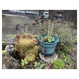 Strawberry and flower pot combo